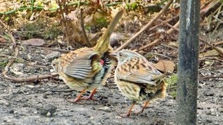 Heggemussen paren  Dunnock Mating [upl. by Biddy683]