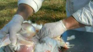 Chicken Processing on Custer Family Farm [upl. by Burk592]