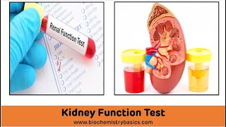 Kidney Function Tests Biochemistry  Renal Function Tests [upl. by Marven]