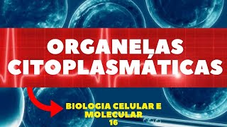 ORGANELAS CITOPLASMÁTICAS  GOLGI RETÍCULOS LISOSSOMOS BIOLOGIA CELULAR E MOLECULAR  AULA 16 [upl. by Allenaj775]