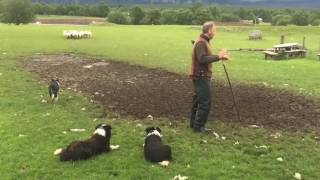 Scottish Sheepdogs in Action  Full Demonstration [upl. by Merwin325]