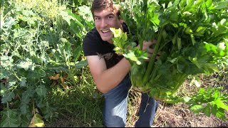 HD REUPLOAD GIANT Celery and Wildlife Abound  MIgardener [upl. by Woodhouse19]