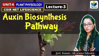 AUXIN BIOSYNTHESIS  PHYTOHORMONE PART3 CSIR NET PLANT BIOLOGY [upl. by Daye297]