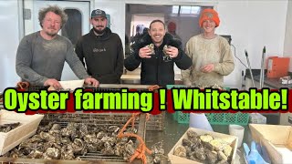 OYSTER FARMING  WHITSTABLES FAMOUS OYSTERS [upl. by Aynotan536]