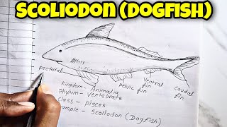 Phylum Vertebrates Class Pisces how to Draw Scoliodon Dogfish Scoliodon labelled Diagram [upl. by Eanore]