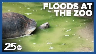 Cameron Park Zoo shares information about flood waters the effect on wildlife habitats [upl. by Ahsinar270]