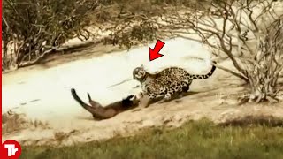 Jaguar Attacks Otter and Quickly Pays Full Price [upl. by Rizas]