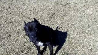 CASTOR pitbull blue black catching breeding stud pit [upl. by Jay]