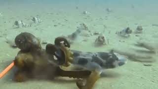 Octopus Vs Shark But HE NEVER gave UP animals animal animallover [upl. by Avictor]