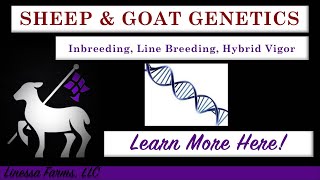 Sheep and Goat Genetics Inbreeding Line Breeding and Hybrid Vigor What You Need to Know [upl. by Rina]