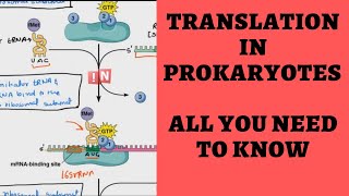 Translation in Prokaryotes  Overview of All You Need to Know [upl. by Celin]