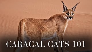 Caracal Cats 101  Fun Facts [upl. by Constancy]