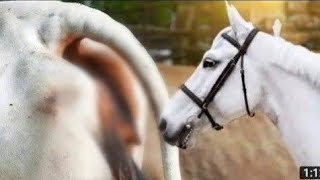 Horse and cow meetin video first time ❣️ [upl. by Armington768]