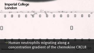 Human neutrophils migrating along a concentration gradient of the chemokine CXCL8 [upl. by Eelessej]