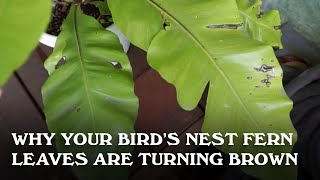 Why your Birds Nest Fern leaves are turning brown [upl. by Arot712]