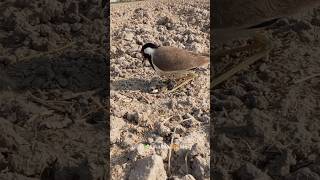 Red wattled lapwing hatch egg [upl. by Teplica]