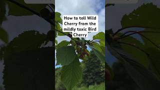 How to tell Wild Cherry Prunus avium from Bird Cherry Prunus padus [upl. by Moore183]