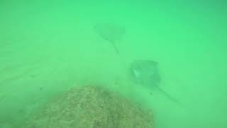 Stingray of Castara Tobago [upl. by Hctim743]