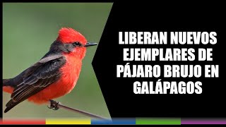 Liberan nuevos ejemplares de pájaro brujo en Galápagos [upl. by Lanford310]