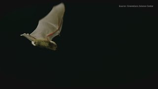 How bats impact the ecosystem [upl. by Wernher]