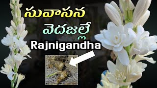 లిల్లీ పూల మొక్క పెంచండి ఇలాlily plant growingRajnigandha plant caretuberose [upl. by Oicelem]