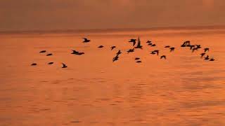 Shorebirds at Twilight [upl. by Igig]