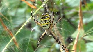 Argiope fasciée Argiope bruennichi [upl. by Aidile]