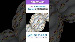 STRUCTURE OF CHROMOSOME 🧬 TYPES OF CHROMOSOMES  BioLearn [upl. by Zeiler418]