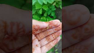 How to Propagate Portulica by Its Small Leaves easy hack tricks portulaca plantlover garden [upl. by Mall]