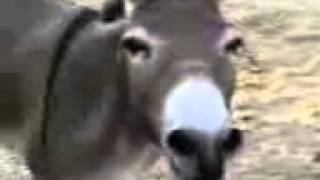 A donkey speaking Tswana [upl. by Tomaso]