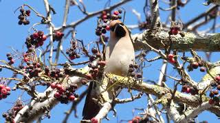 Waxwings feeding in Bedford Place Easter 31 March 2024 [upl. by Nicholl]