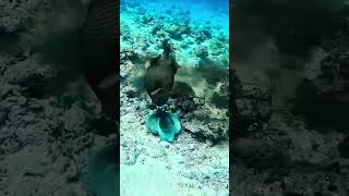 Triggerfish got triggered by an octupos😱 TriggerfishVsOctopus [upl. by Vaden748]