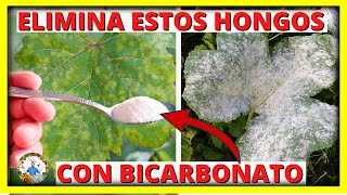 COMO ELIMINAR LOS HONGOS OIDIO Y MILDIU DE LAS PLANTAS con BICARBONATO DE SODIO  Gio de la Rosa [upl. by Oap]