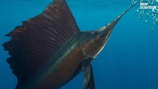 Sailfish team up to hunt sardines [upl. by Nymrak]