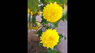 Day 27 Guldaudi Chrysanthemum cutting time 45dayschallenge plants garden chrysanthemumflower [upl. by Chadwick]