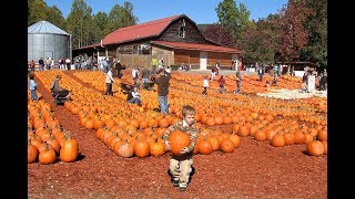 Pumpkin Patches to Visit in Georgia This Fall [upl. by Attenol867]