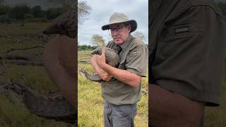 “Walking” a pangolin and making sure they get enough food during their rehab is super important [upl. by Hussein]