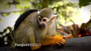 Bavaro Runners Excursion  Monkeyland [upl. by Mason]