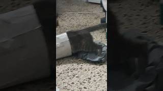 Kitty Purry haciendo cosas de gatitas Cat VS paper bag [upl. by Eckart789]