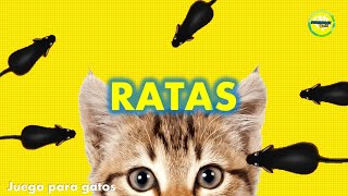 Video para Gatos Ratones [upl. by Mclyman]