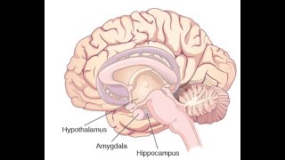 4 Thalamus und Limbisches System [upl. by Fisher]