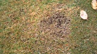 fall armyworms zoysia [upl. by Esirehs]