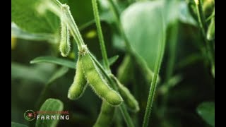 Soybean farming tips and guide  Horticulture [upl. by Haissem]