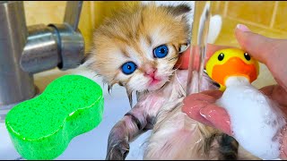 First bath of a cute kitten [upl. by Atile900]