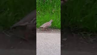 Red legged partridge wildlife wales [upl. by Amzaj721]