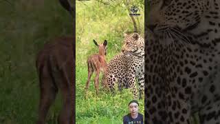 Leopard with baby impala wildlife nature bbcwildlife animals bbcwildlifepotd bbcearth [upl. by Kamin]