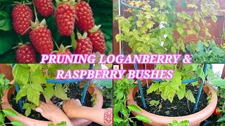 Pruning Loganberry and Respberey bush  Growing Loganberry and raspberry bushes in containers [upl. by Gemoets150]