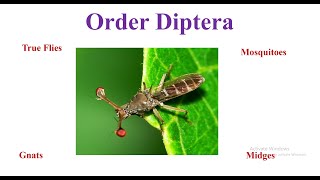 Order Diptera [upl. by Seiter]