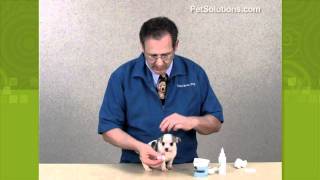 PetSolutions How to Clean Your Dogs Ears [upl. by Ddet769]