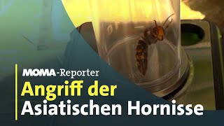 Gefahr für Bienen Die Asiatische Hornisse  ARDMorgenmagazin [upl. by Brecher443]